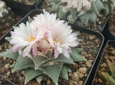 Ariocarpus furfuraceus Gen. Cepeda